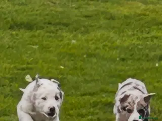 Border Collie dogs Super border collie blue Merle pups for sale - Advert 16