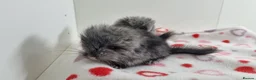 Chinchilla rodents for sale: Ebony angora male chinchillas - Advert 6