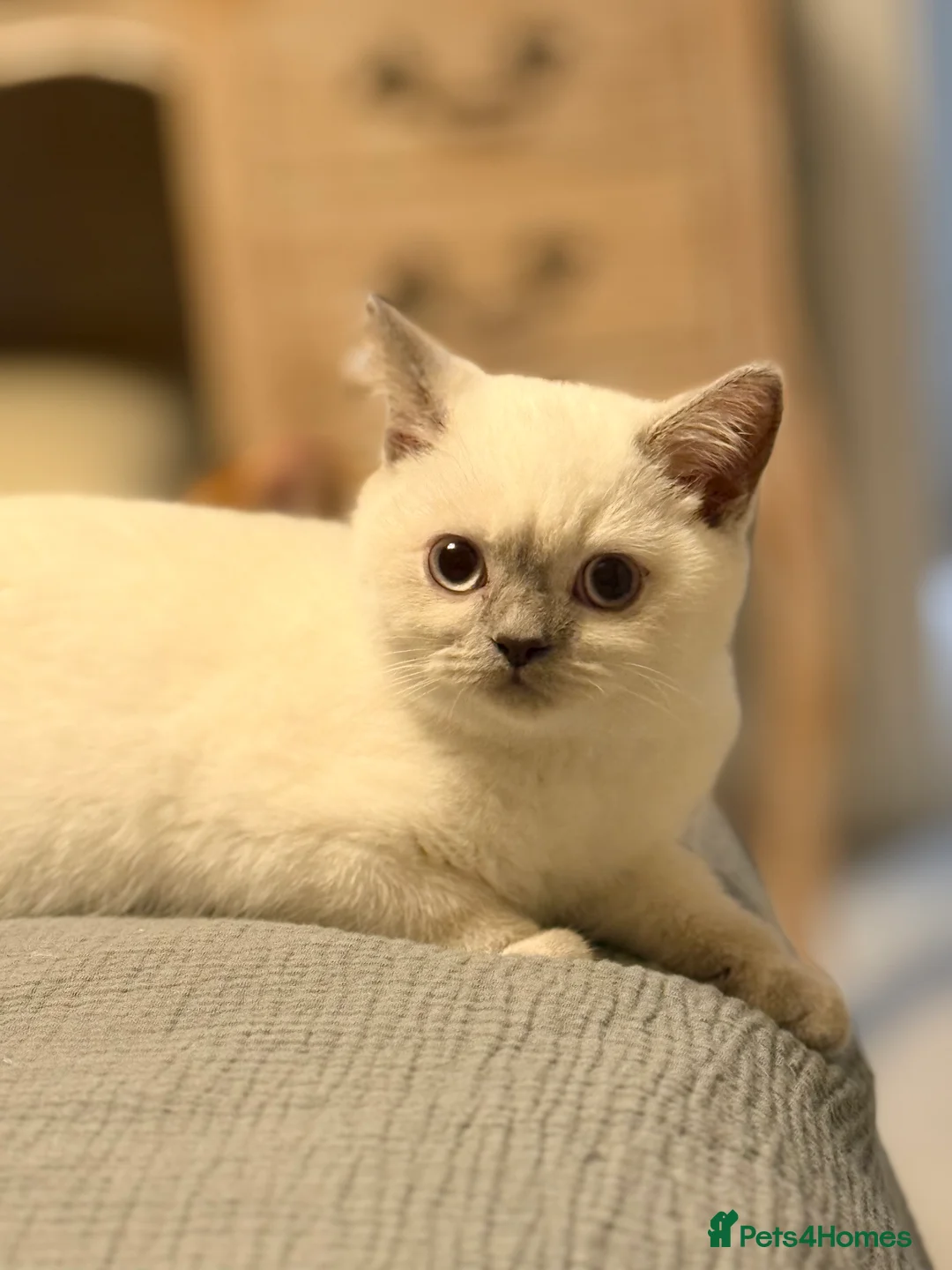 British Shorthair cats for sale: Lilac point female gccf reg - Advert 3