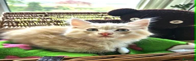 Maine Coon 2