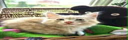 Maine Coon cats for sale: **FABULOUS GORGEOUS MAINE COON KITTYS READY NOW ** - Advert 6