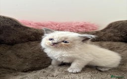 Ragdoll cats for sale: ✨ Blue pointed Ragdoll Kittens – Ready Soon ✨ - Image 12