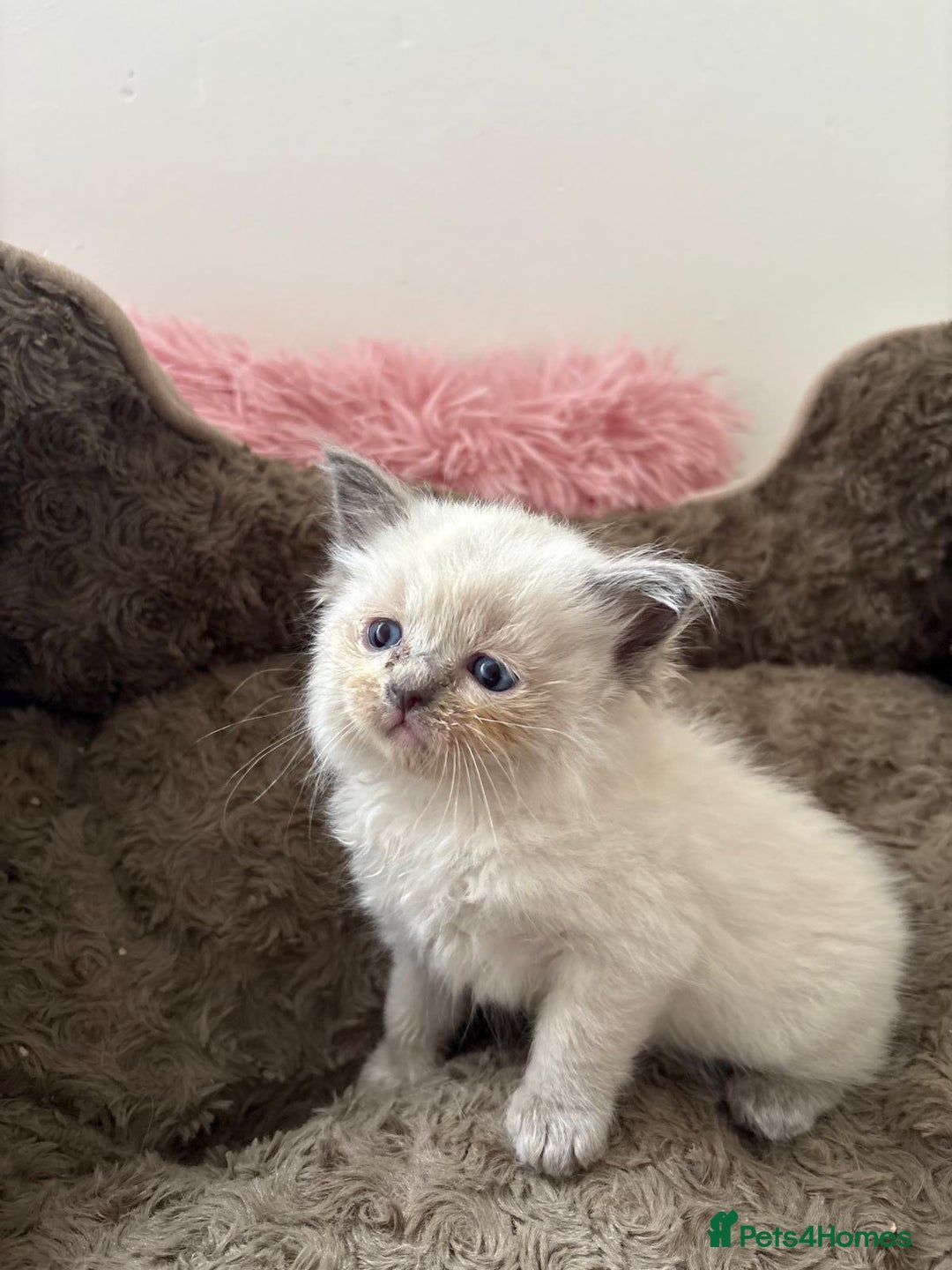 Ragdoll cats for sale: ✨ Blue pointed Ragdoll Kittens – Ready Soon ✨ - Image 12