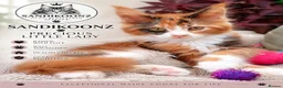 Maine Coon cats for sale: Stunning Female Maine Coon Kitten in Nantwich - Advert 1