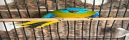 Mixed Breed birds for sale: Aviary Birds - Advert 6