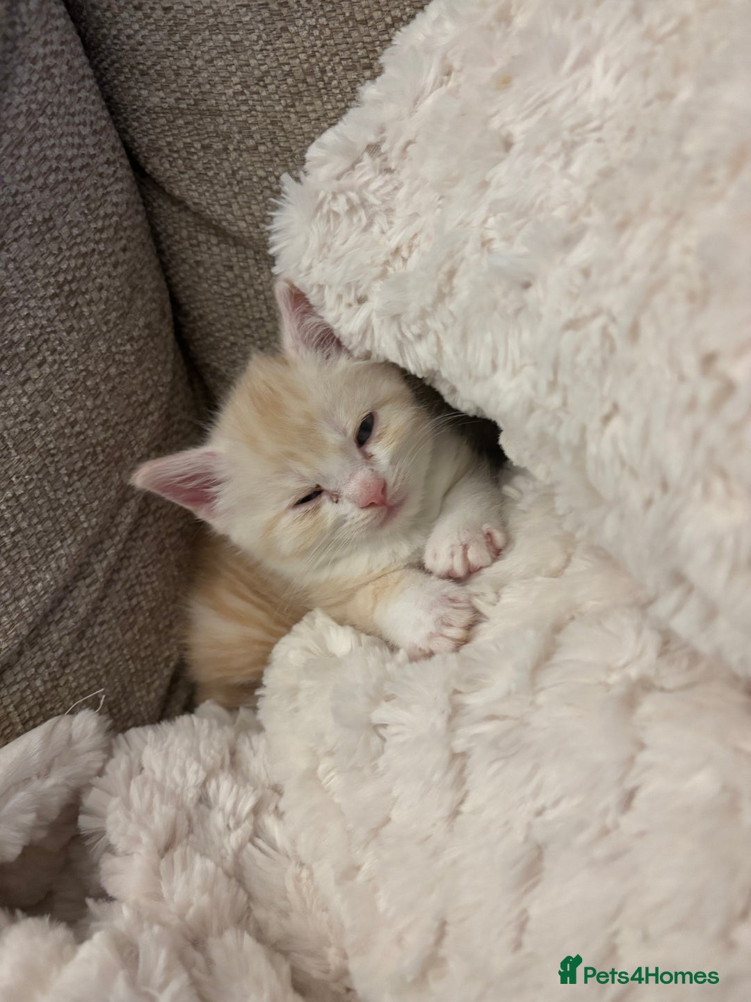 Mixed Breed cats for sale: Maine coon cross kittens - Advert 9