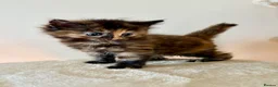 Turkish Angora cats for sale: Gorgeous Fluffy Kittens - Advert 6