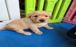 Labradoodle dogs for sale: F1 MINI LABRADOOLES - Image 9