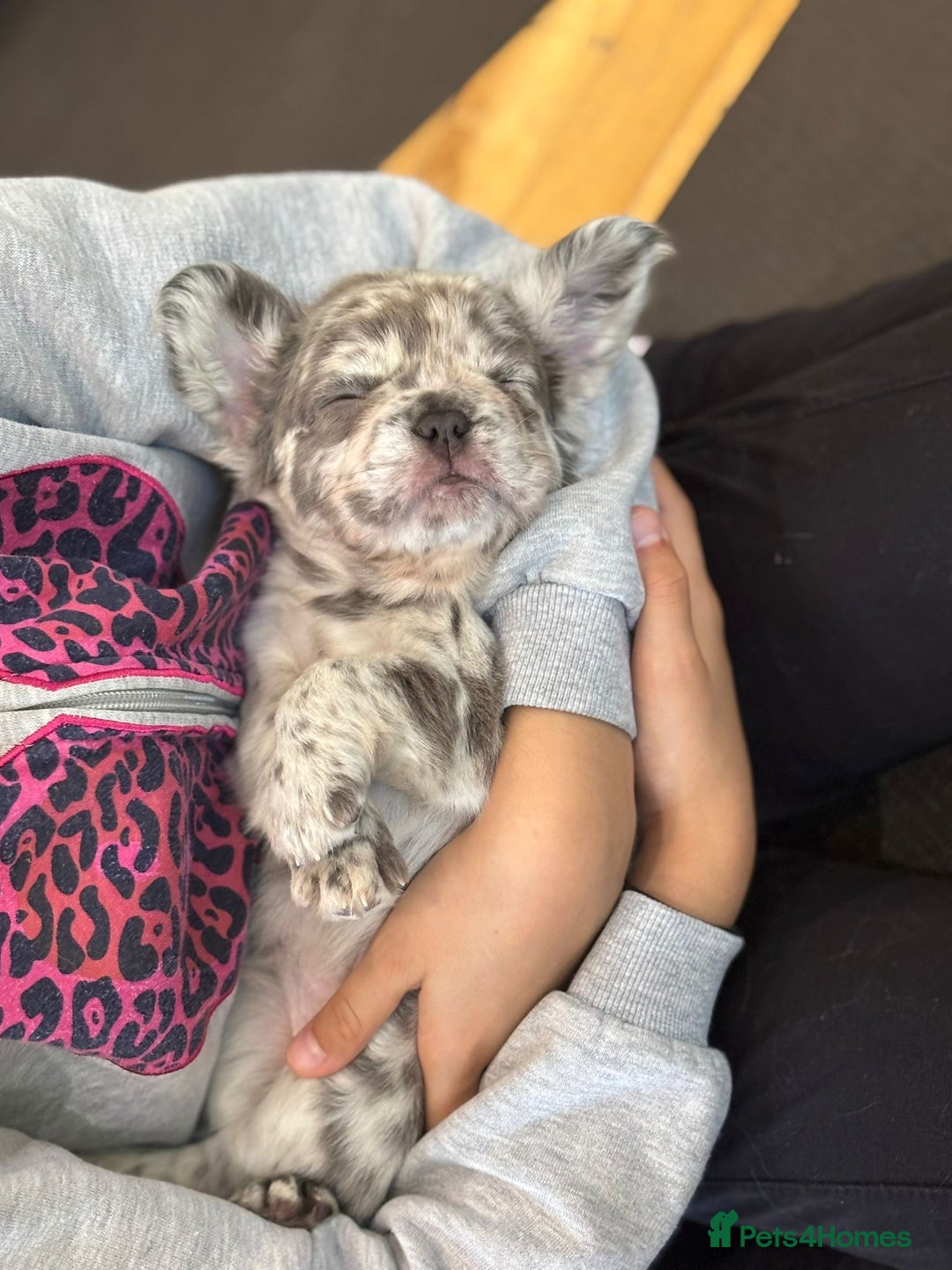 French Bulldog dogs for sale: French bulldog puppies health clear last boy in Hastings - Image 6