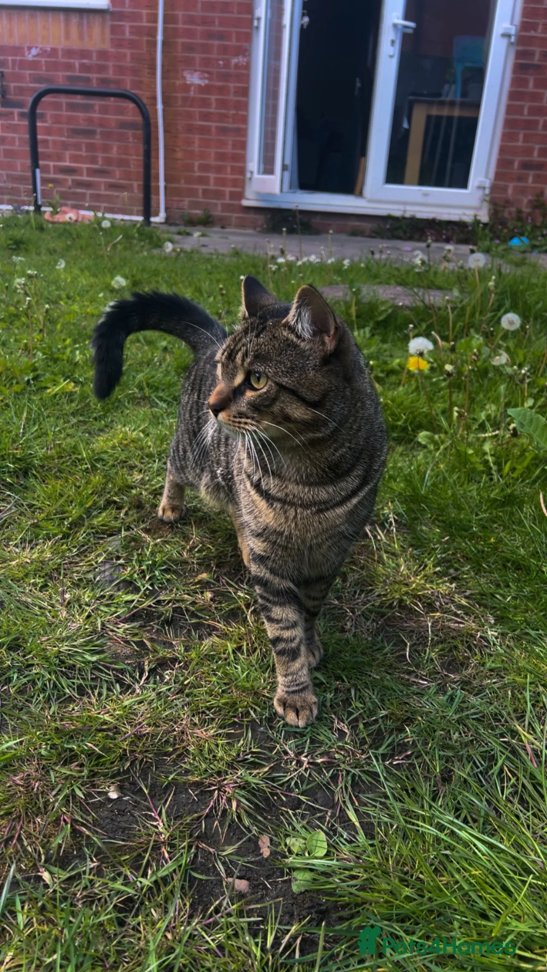 British Shorthair cats for sale: British Shorthair  - Advert 3