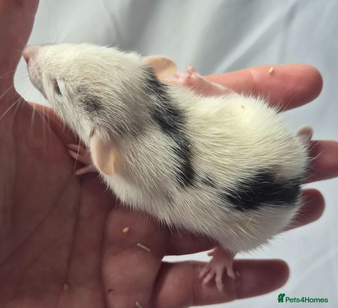 Rat rodents for sale: Female Baby Dumbo Rats  - Advert 5