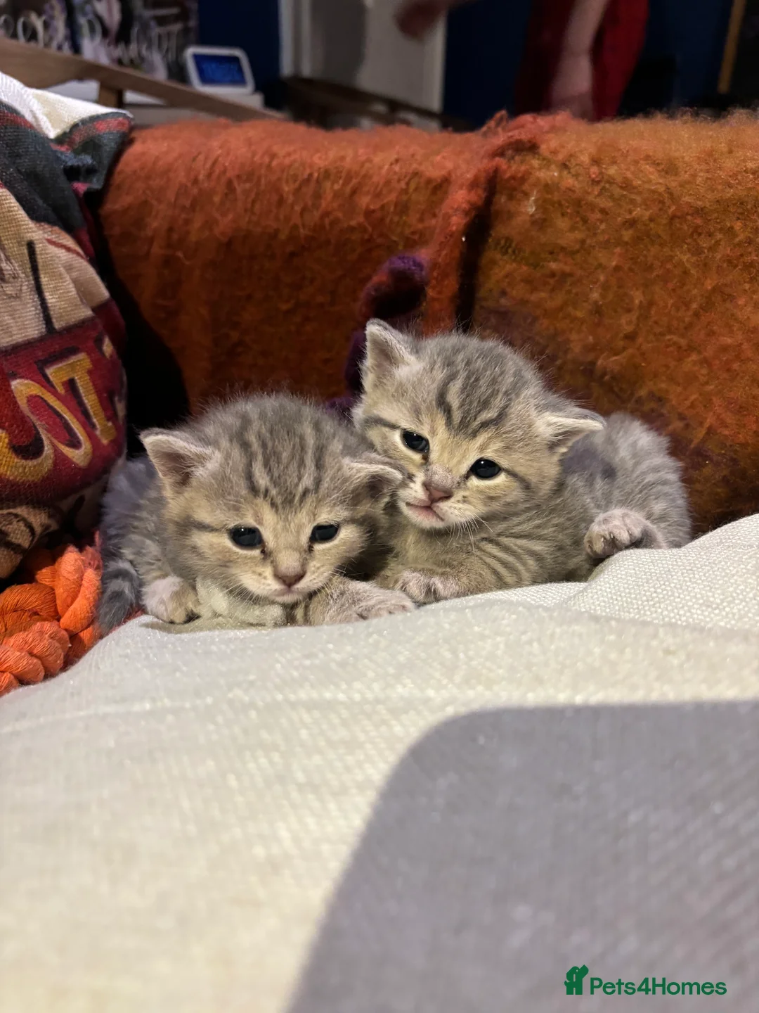 Bengal cats for sale: Stunning Blue Bengal Kittens - Advert 1