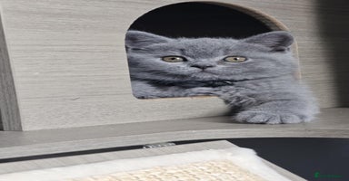 British Shorthair cats - Advert 2