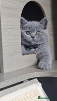 British Shorthair cats - Advert 5