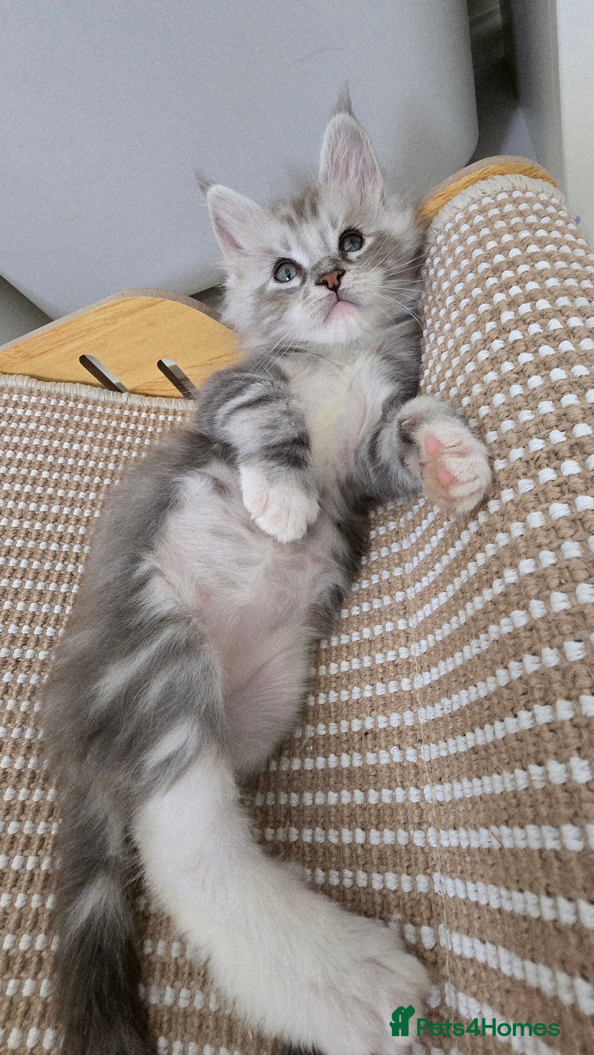 Maine Coon cats 💫💫Beautiful Maine Coon Kittens💫💫 - Advert 2