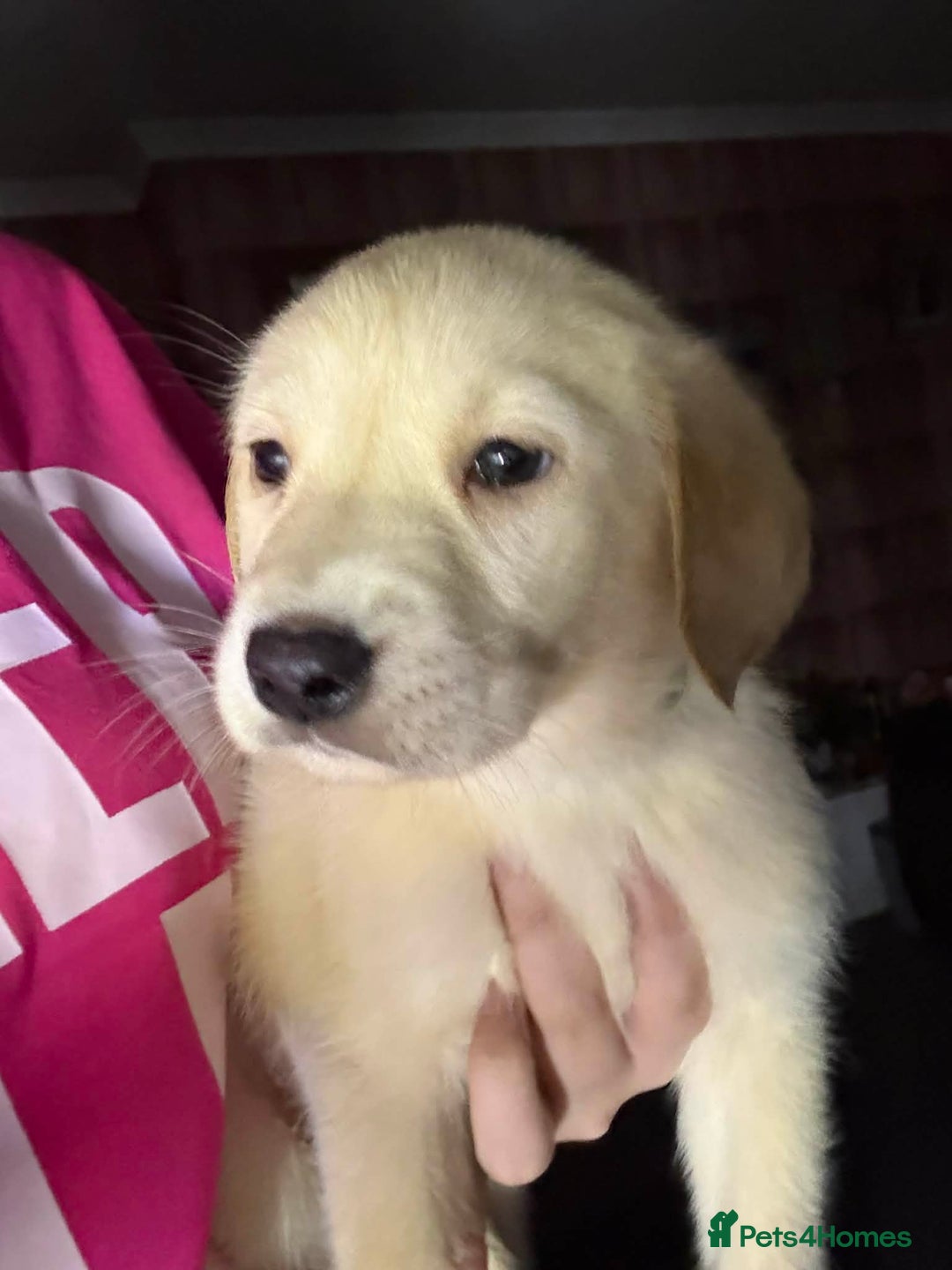 Labrador Retriever dogs for sale: Labrador last boy - Advert 2