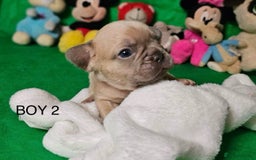 French Bulldog dogs for sale: Beautiful KC registered french bulldog puppies  - Image 10