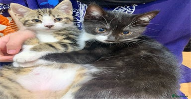Mixed Breed cats - Advert 9