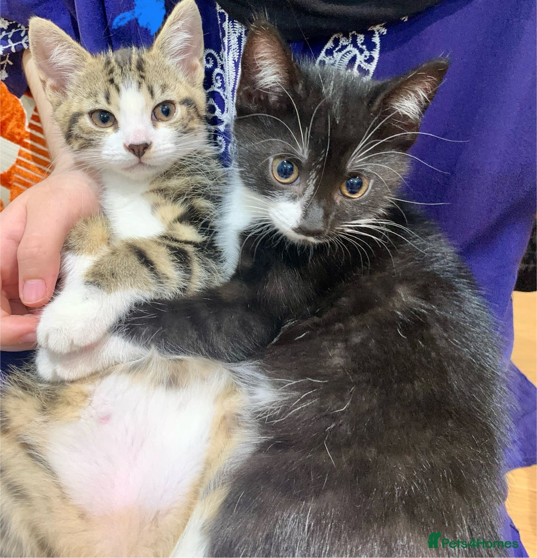 Mixed Breed cats for sale: Fluffy,bengal mixed,energetic kittens - Image 2