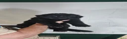 German Shepherd dogs for sale: A Healthy litter of 5 German Shepherds  - Advert 8