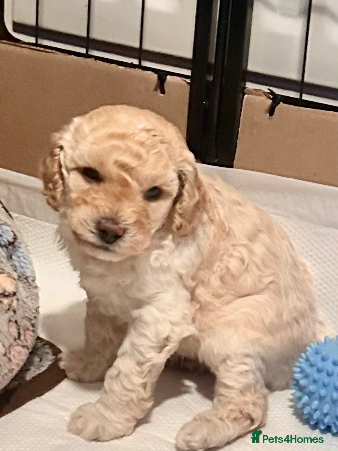 Cockapoo dogs for sale: Adorable F1B Cockapoo Puppies ready 6th November - Image 3