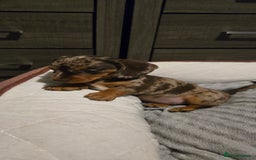 Dachshund dogs for sale: Miniture smooth haired dachshund - Image 4