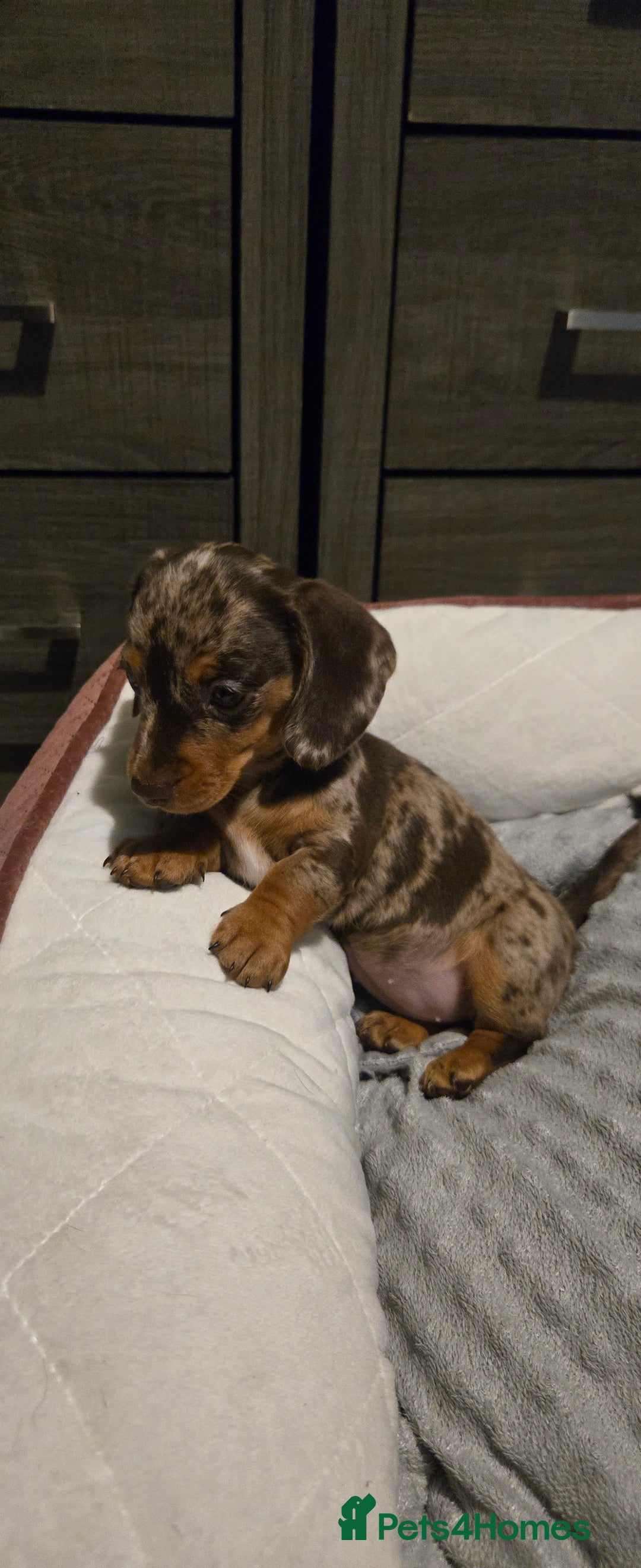 Dachshund dogs for sale: Miniture smooth haired dachshund - Image 4