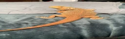 Bearded Dragon reptiles for sale: Lando! Please read description! in Halifax - Advert 3
