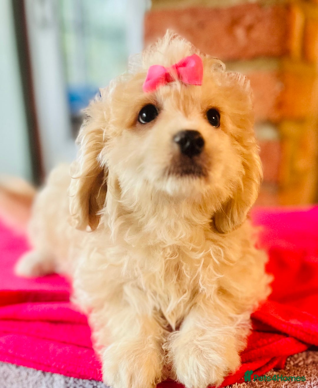 Cavapoo dogs for sale: 🩷F1b CREAM CAVAPOO GIRL~ ALL VACCINES INC. 🩷 - Image 2