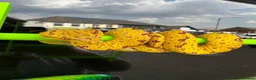 Python Snake reptiles for sale: Yellow Biak Green Tree Python For Sale - Advert 4