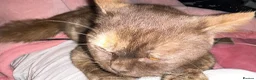 British Shorthair cats for sale:  Stunning Purebred GCCF BSH Tortoiseshell Girl - Advert 6