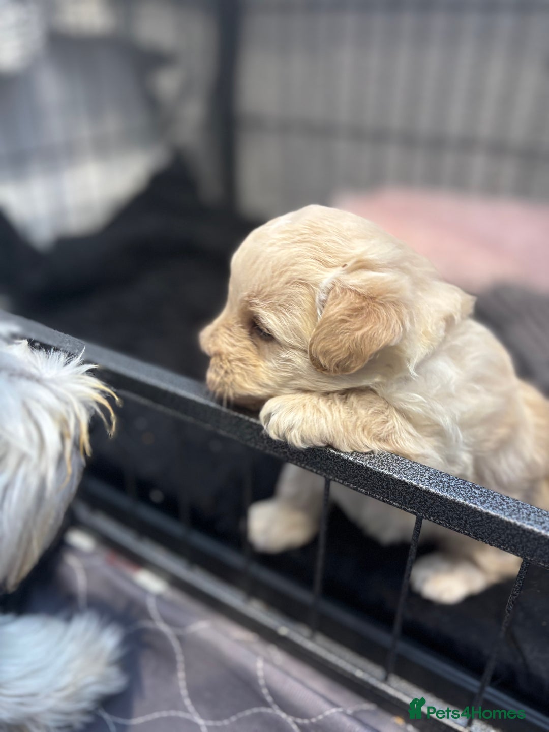 Mixed Breed dogs for sale: Westiepoo Pups For Sale - Image 1