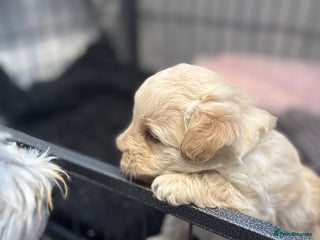 Mixed Breed dogs - Advert 3