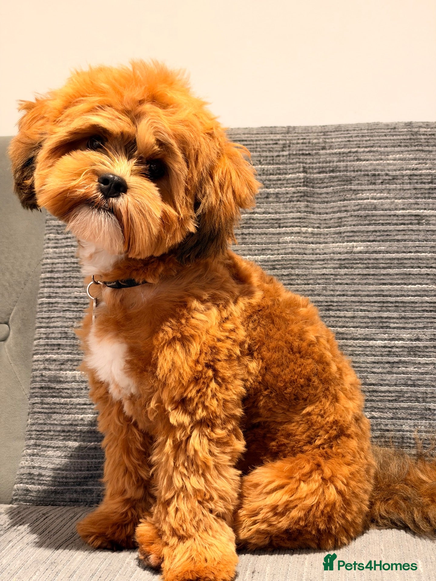 Shihpoo dogs My little mocha - Advert 1