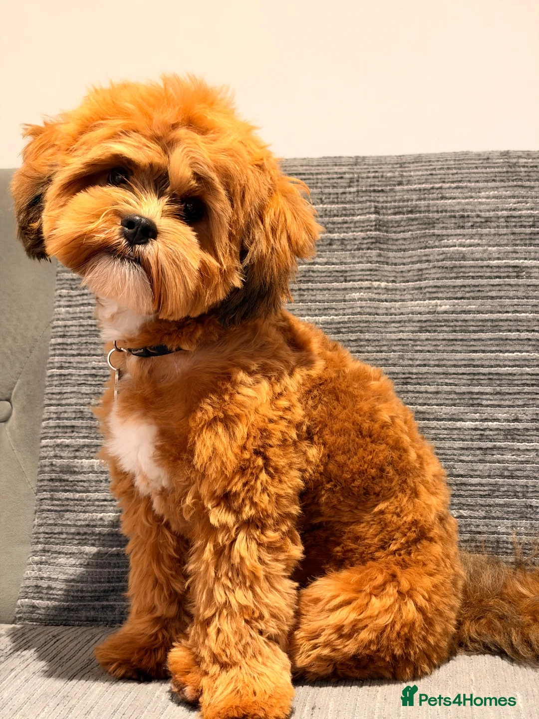 Shihpoo dogs for sale: My little mocha in London - Advert 1