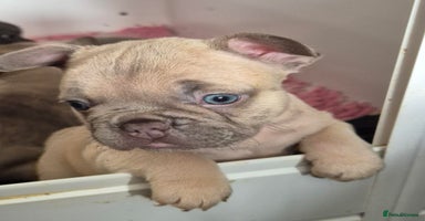 French Bulldog dogs - Advert 1