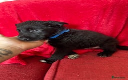 Mixed Breed dogs for sale: German shepherd x border collie - Image 10