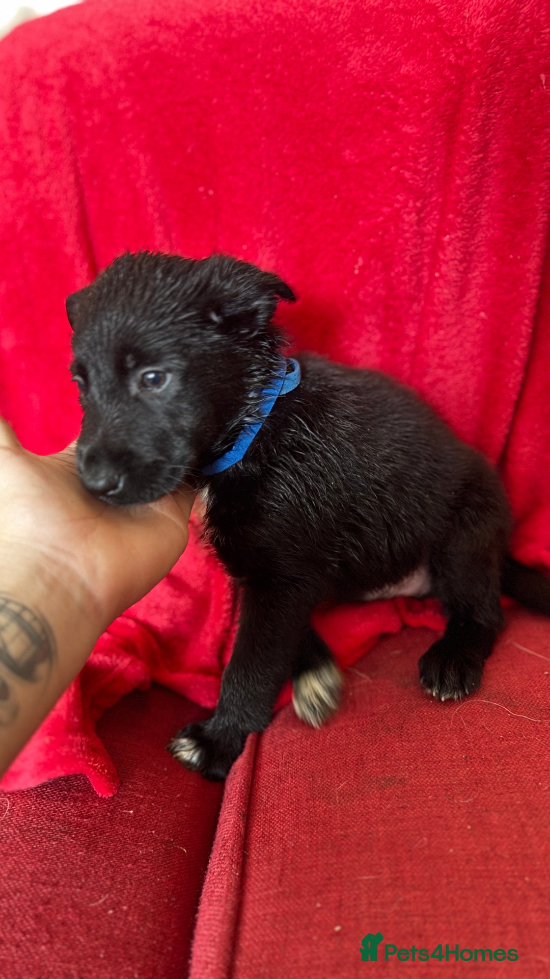 Mixed Breed dogs for sale: German shepherd x border collie - Image 10