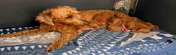 Toy Poodle dogs for sale: DNA health clear parents, deep red toy poodles 🥰 - Advert 5