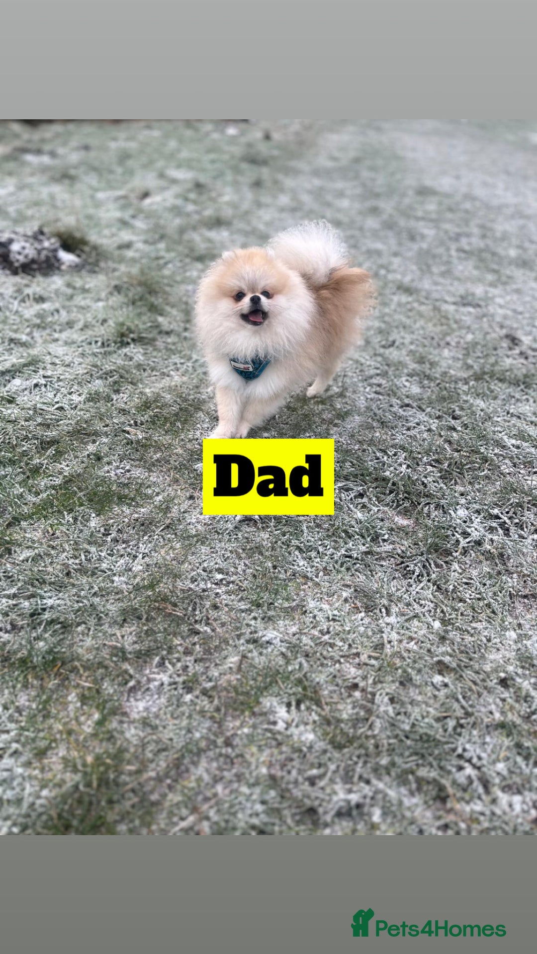 Chihuahua dogs for sale: READY NOW chihuahua x Pom puppies  - Image 32