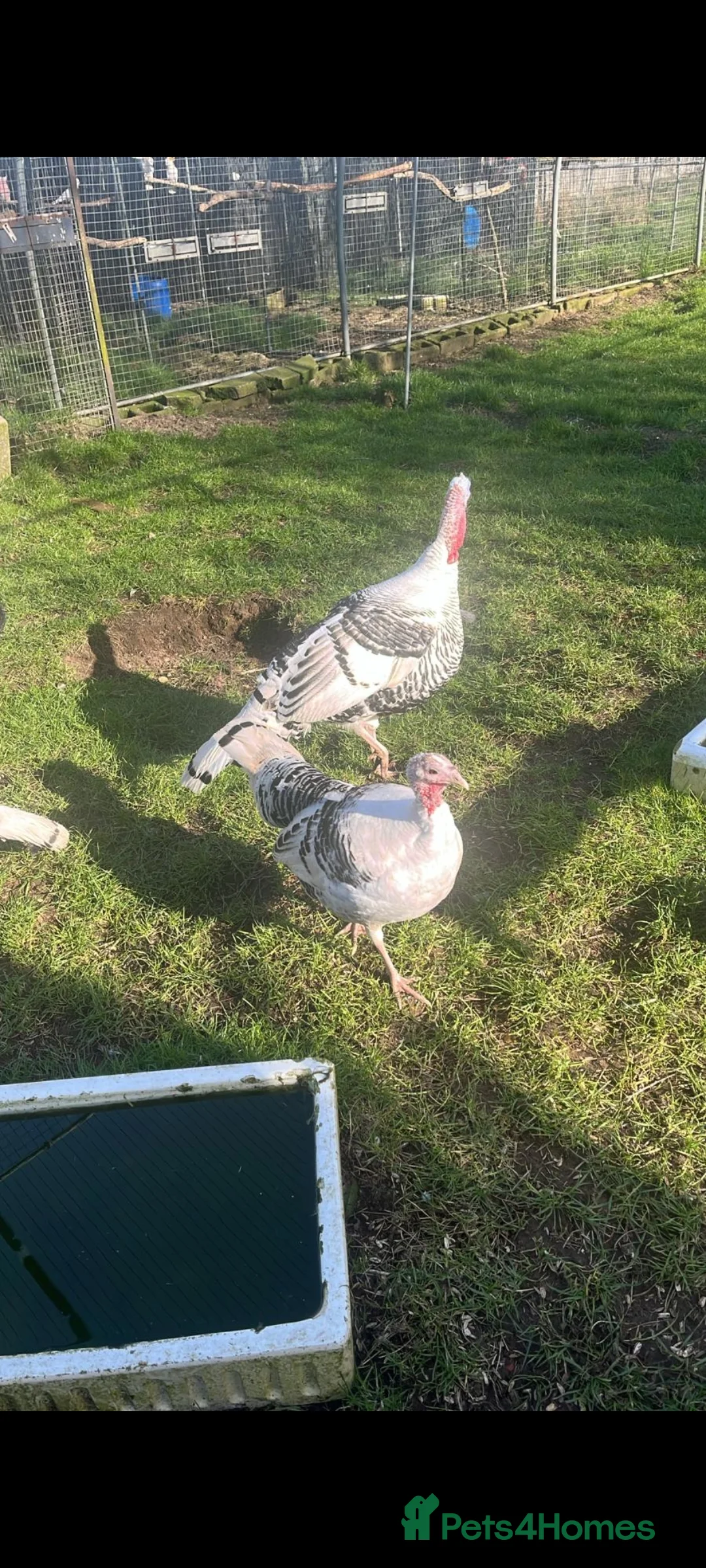 Lovebirds birds for sale: Male turkeys for sale - Advert 4