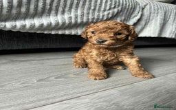 Maltipoo dogs for sale: Tiny f1b maltipoo puppys - Image 3