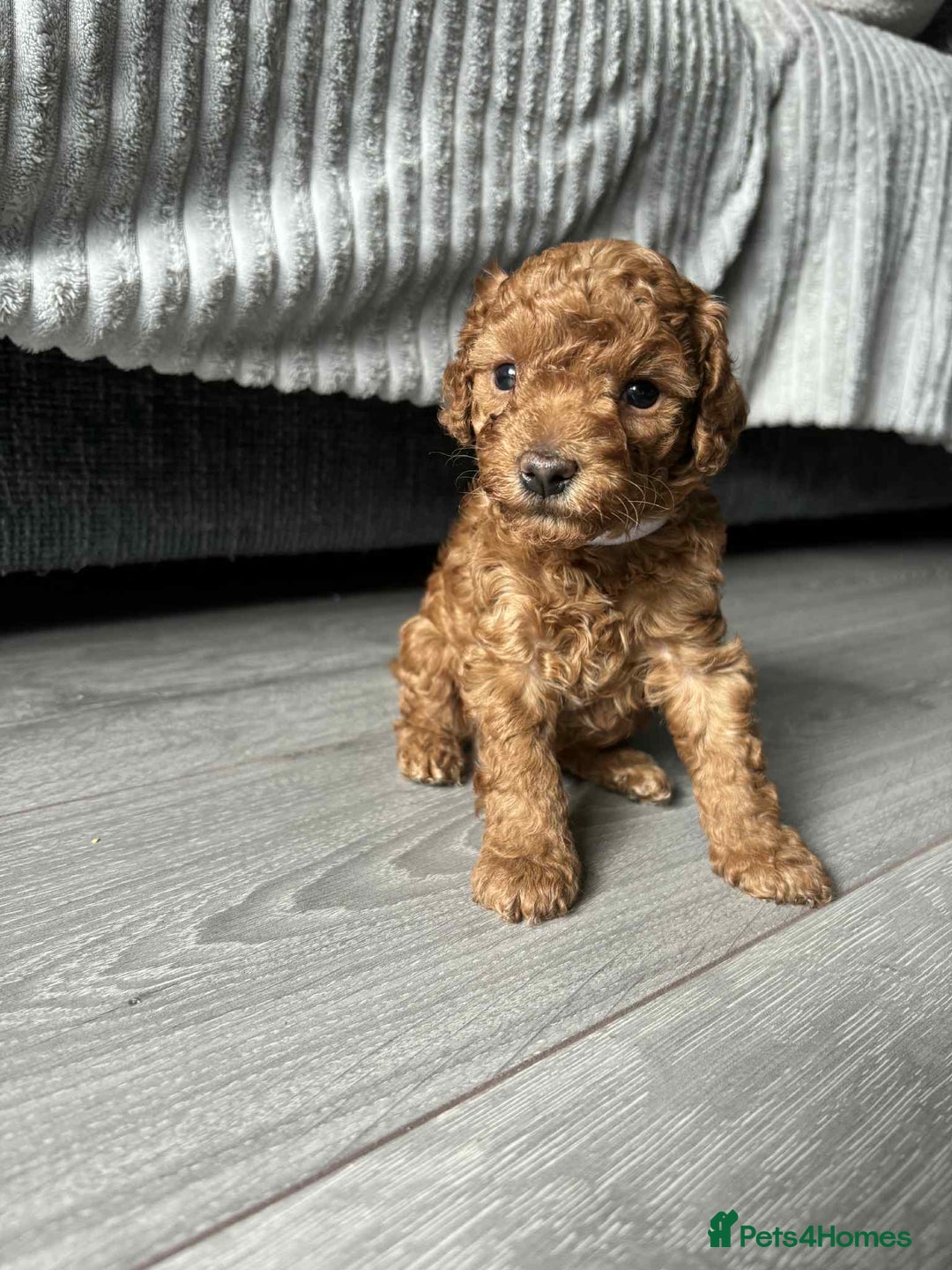Maltipoo dogs for sale: Tiny f1b maltipoo puppys - Image 3