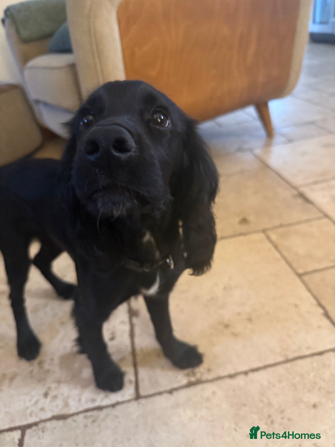 Cocker Spaniel dogs for sale: 6month old cocker spaniel puppy  - Image 6
