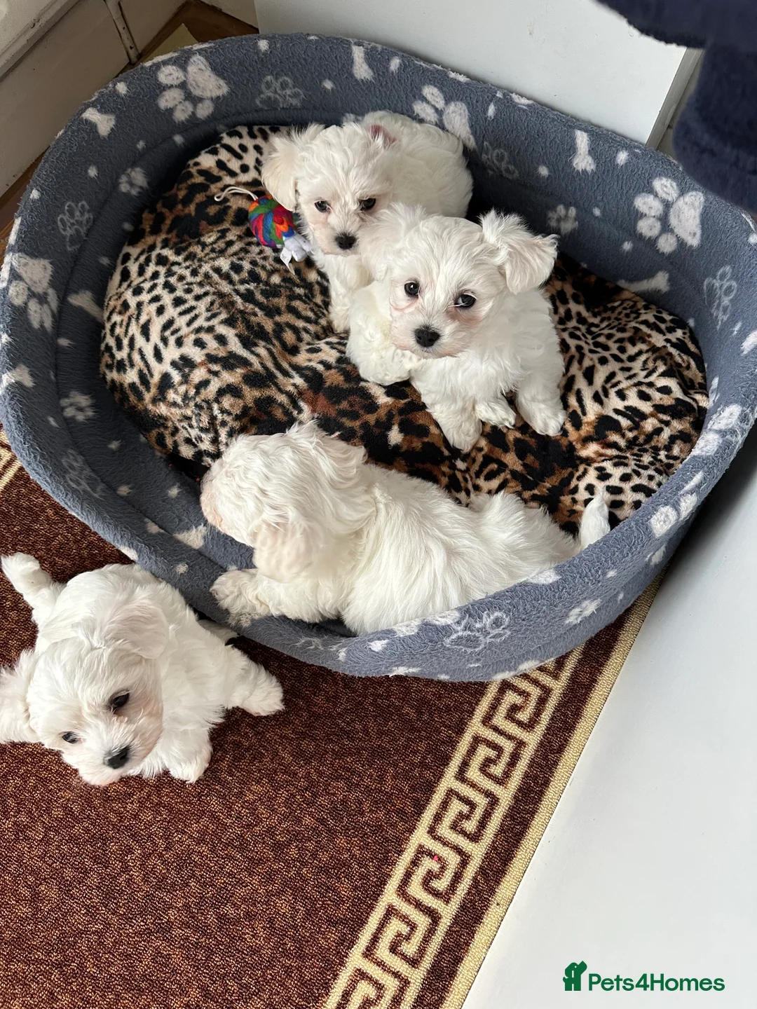 Maltese dogs for sale: Bichon Maltese  in London - Advert 3