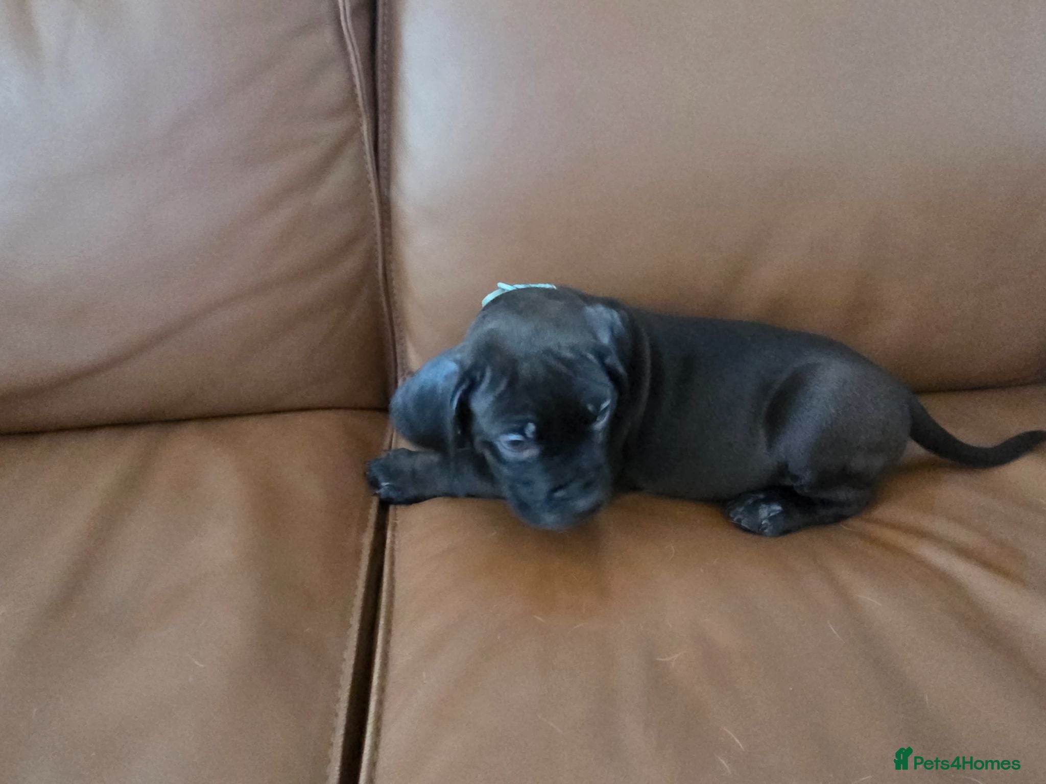 Mixed Breed dogs Only 1 girls left - Advert 9