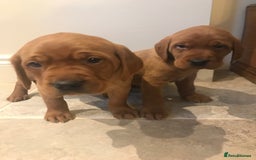 Labrador Retriever dogs for sale: Fox Red Labrador Puppies for sale - Image 11