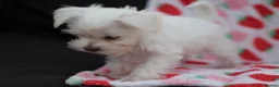 Miniature Schnauzer dogs for sale: 🐾 CHOCOLATE GENE KC MINIATURE SCHNAUZER 🐾 - Advert 13