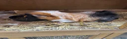 Guinea Pig rodents for sale: Tiggs the guinea pig - Advert 3