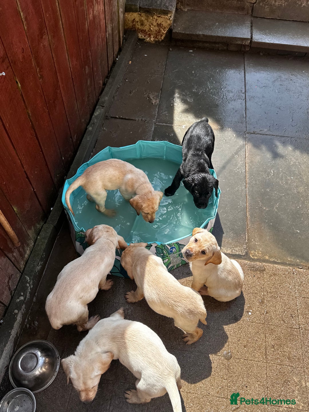 Labrador Retriever dogs for sale:  Labrador puppies - Ready now  in Aberdeen - Image 26